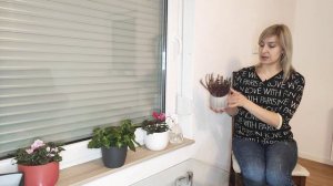 Вереск. Уход в домашних условиях