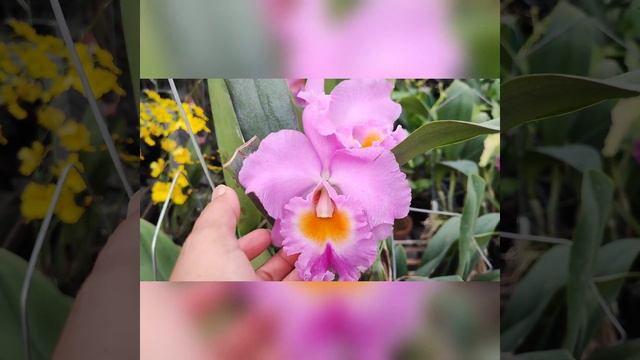 Rlc. Triumphal Coronation Seto