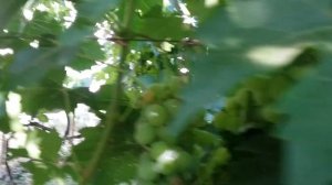 виноград Хамелеон