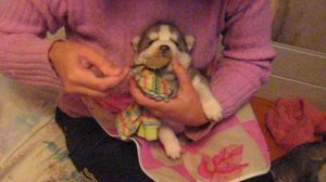 Первая кашка для щенка хаски.     http://prohaski.ucoz.ru