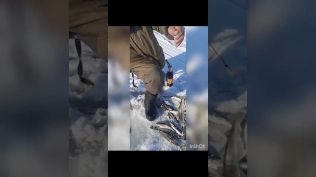 Ловля наваги на блёсны от Mr. Musurok