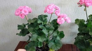 18. Схожі і такі різні пеларгонії 💓 ТА Майская роза та ЮВ Королевский шиповник