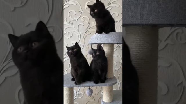 Трое из ларца# британские котята #britishcats смотреть онлайн