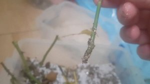 РЕзультат черенкования  шиповника  и розы  Робусты . Дубль 2.