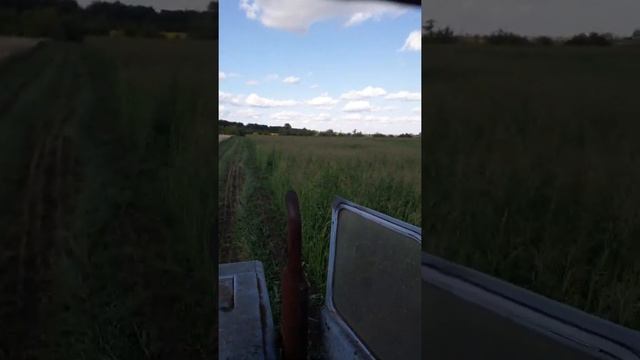 Суданка на сено . смотреть онлайн