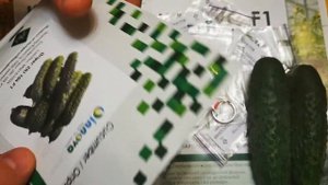 Огурцы Кассиус F1 , Брутус F1 , ZKI 104 F1