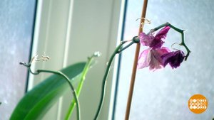 По ком "сохнешь"? Доброе утро. Фрагмент выпуска от 26.01.2021