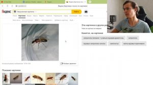 НЕЙРОСЕТЬ УГАДЫВАЕТ ВИД МУРАВЬЯ! Как определить вид матки муравьёв с помощью нейросети?