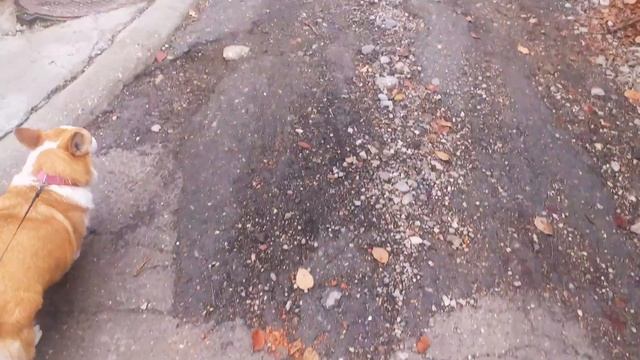 ВЯЗКА КОРГИ. ВСЕ ЛИ ПРОШЛО ХОРОШО?