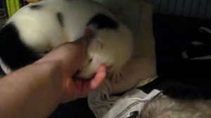 норка и хорек