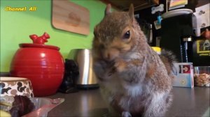 Будь Здоров! :) Животные Тоже Чихают! Самые Милые Чихающие Животные!