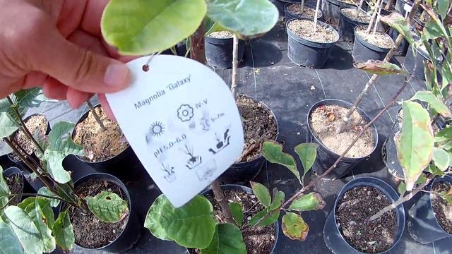 Декоративные деревья и кустарники смотреть онлайн