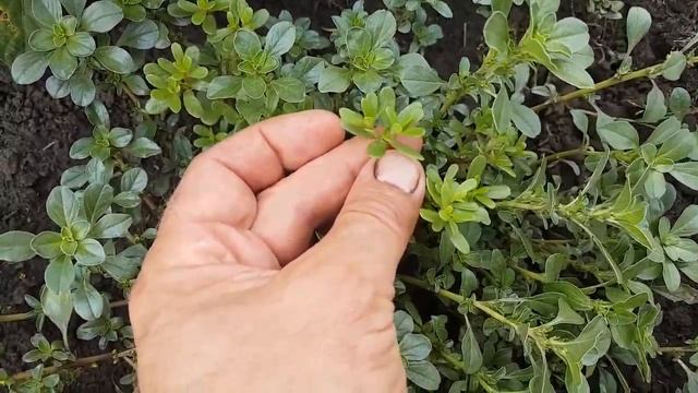 Різниця між портулаком огороднім та щирицею жминдовидною смотреть онлайн