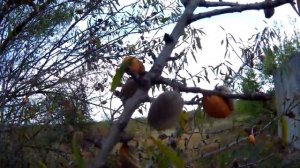 Крым.ПРОГНАЛ СТОРОЖ ЗА ТО,ЧТО СОБИРАЛИ ОРЕХИ.Миндаль и грецкий орех собираем в Крыму.