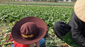 A 40-year-old single father conquered a giant bok choy field | BayNguyen - Daily life