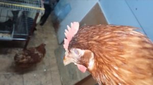 У курицы опух глаз. Что делать?