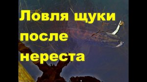 Ловля щуки после нереста