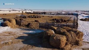 Новые самарские бойни. Агрокурьер