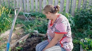 Убираю землянику "Азию".  Все о МОЕЙ землянике садовой(клубнике)???