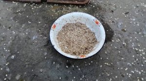 //НИКОЛАЕВСКИЕ ГОЛУБИ // РАЦИОН КОРМЛЕНИЕ // 8.11.19.