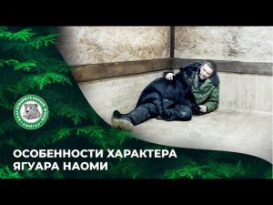 Выпуск 43. Наоми очень необычный ягуар. О ней можно говорить часами. Девочка - огонь!