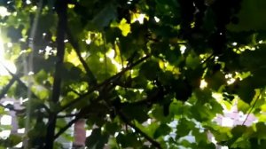 Алиберне ( Одесский черный )- начало окрашивания ягод.