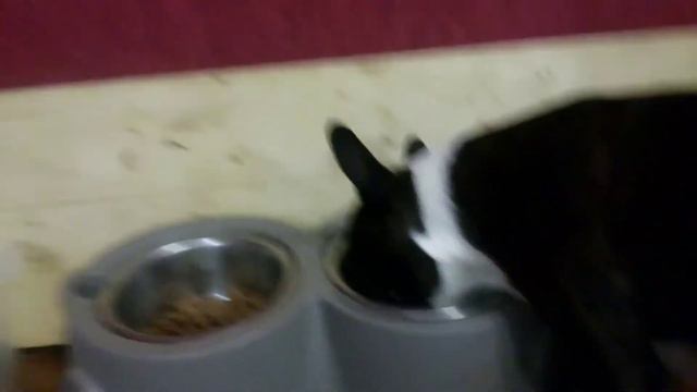 щенки Бостон терьер пометы В и Г питомник Бон фо Шоу