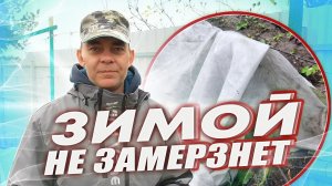 ПОД ТАКИМ УКРЫТИЕМ ВИНОГРАД НЕ ЗАМЕРЗНЕТ ЗИМОЙ И НЕ СОПРЕЕТ В ОТТЕПЕЛЬ