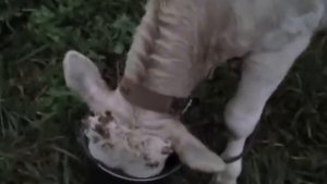 Делаем укол  бычкам