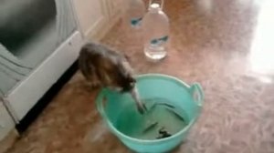 Мейн кун Мафиози Первая рыбалка