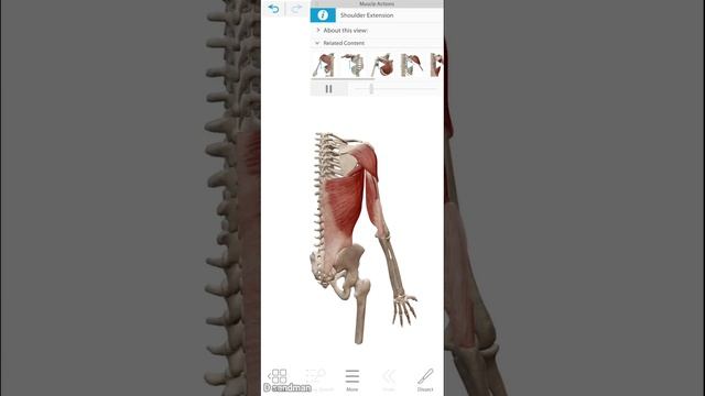 Human Anatomy Atlas 2023