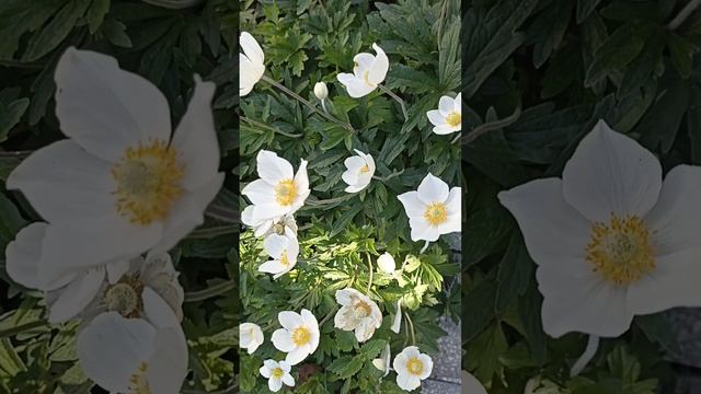 Ульяновск. Последнее цветение весны