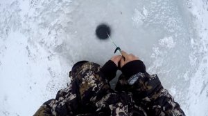 КРУПНЫЕ ОКУНЯ-ГОРБАЧИ на МОРМЫШКУ и БАЛАНСИР РВУТ ЛЕСКУ! ОТПУСКАЮ ВЕСЬ УЛОВ!