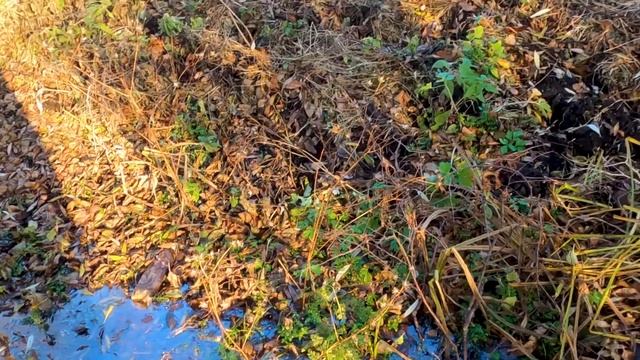 ЛУЧШИЕ СЕКРЕТЫ охоты на зайца. ОХОТА на зайца без собаки смотреть онлайн