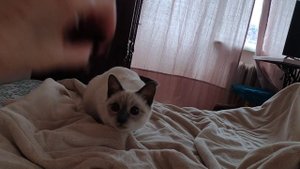 Дрессированная тайская кошка Ирви, навыки свои не забыла