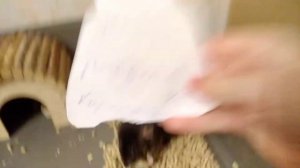 День рождения крыс! УРА!!!!