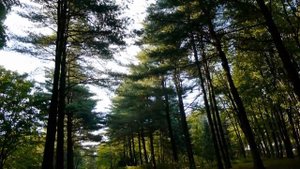 Сосна Веймутова I Pinus strobus