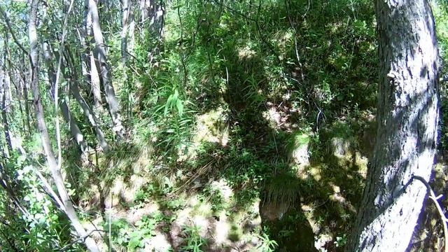 #металлокоп#коп2021 ЗЕЛЕНЫЕ КРАСКИ ЛЕТА.ЛИСЬЯ НОРА.КОПАЮ МЕТАЛЛ. смотреть онлайн