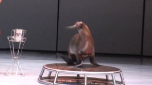 27/07/2023. Шоу "Буря. Остров волшебства". Морские львицы Луна и Сури. Москвариум