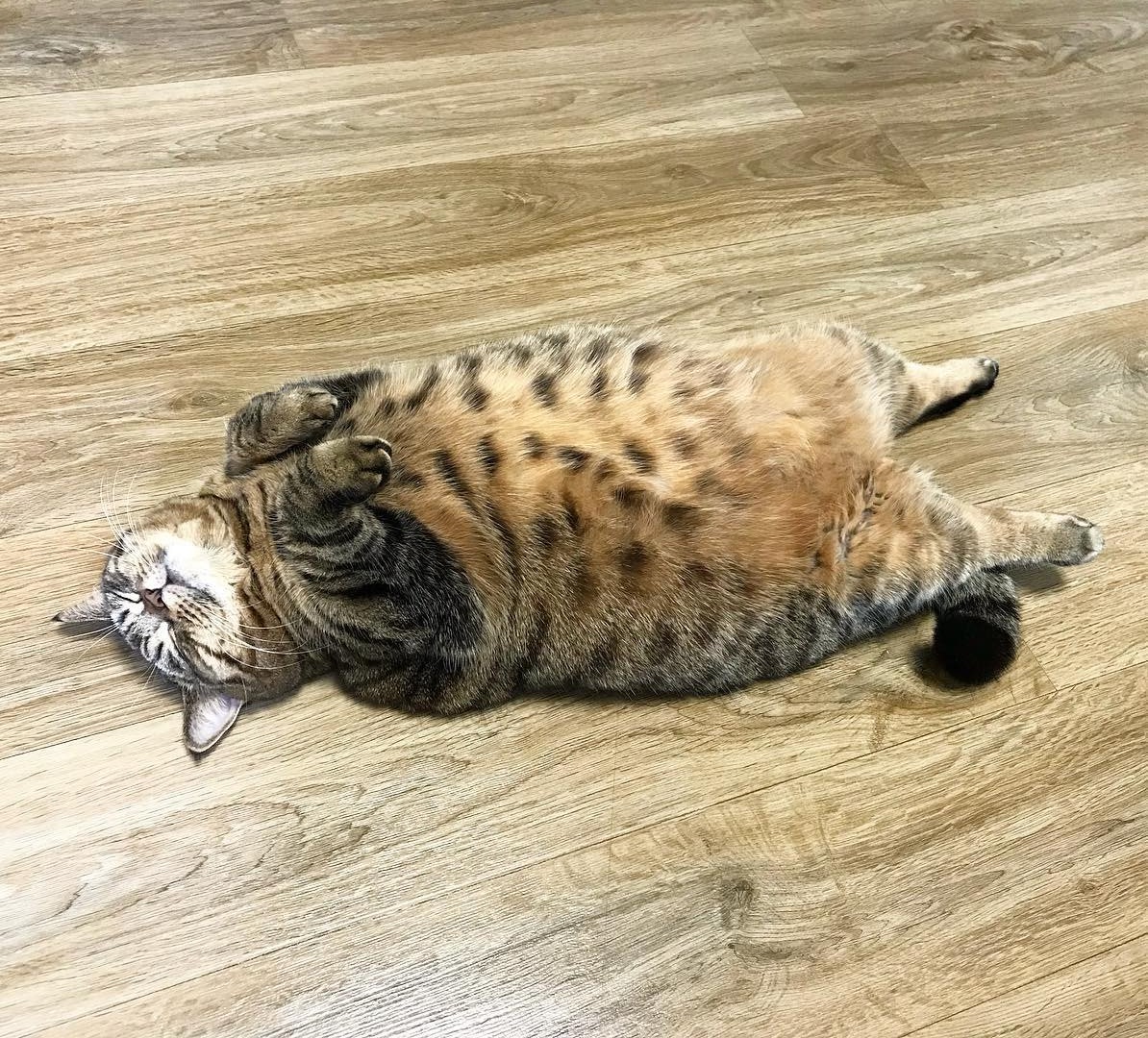 КОТ ПУХЛЯШ И ДРУГИЕ ПРИКОЛЬНЫЕ ЖИВОТНЫЕ . ЛУЧШИЕ ПРИКОЛЫ С КОТАМИ смотреть онлайн