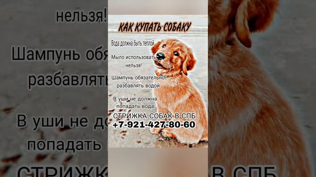 ДЕЛАЙ ЭТО ПРАВИЛЬНО! КАК КУПАТЬ СОБАК