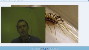 Домашняя мухоловка, опасна ли она для человека и на кого она охотиться?