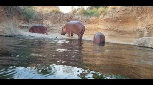 Al Ain Zoo (In HD) II Abu Dhabi II UAE II Complete Tour (A Day inside Zoo) #alainzoo #animal  #uae