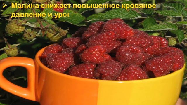 Полезные свойства МАЛИНы смотреть онлайн