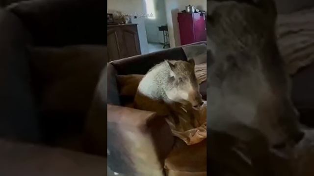 Домашняя свинья 🐷