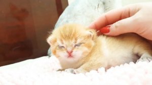 Мама кошка и ее двое милых котят | Котятам кошки Алисы 🐱 2 недели
