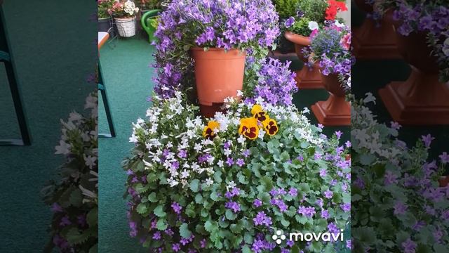 Campanula in Balkon смотреть онлайн
