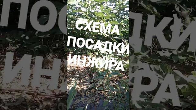 Схема посадки инжира. Больше солнца и пространства!