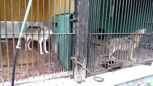 Wolves howl in Spb Zoo/ Волки воют в Лен. зоопарке