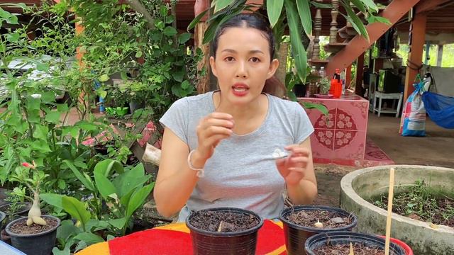 ถ้ารู้ว่าง่ายขนาดนี้ทำไปนานแล้ว! อัพเดท 10 วัน ปลูกบอนดำสตูล และการ ผ่ๅหัวบอนสี แบบไหนงอก แบบไหนเน่ смотреть онлайн